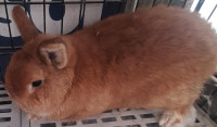 Top Featured Purebred Netherland Dwarf, Holland Lop, Hotot bunny City of Toronto Toronto (GTA) Preview