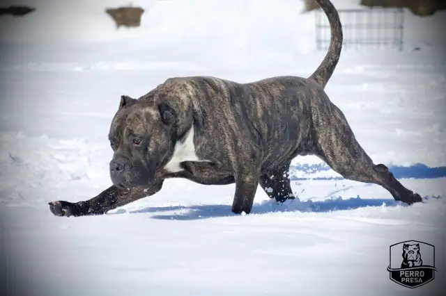 Presa Canario Puppies in Dogs & Puppies for Rehoming in City of Toronto - Image 36