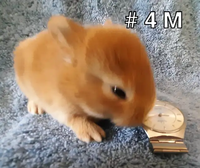 Top Featured Purebred Netherland Dwarf bunny rabbit, #Great for in Small Animals for Rehoming in Mississauga / Peel Region - Image 6