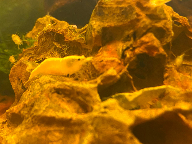 Yellow shrimp in Fish for Rehoming in Ottawa - Image 2