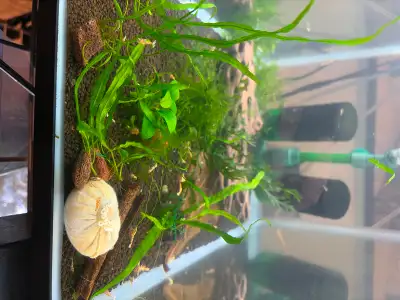 Aquarium plants (rockland), View more