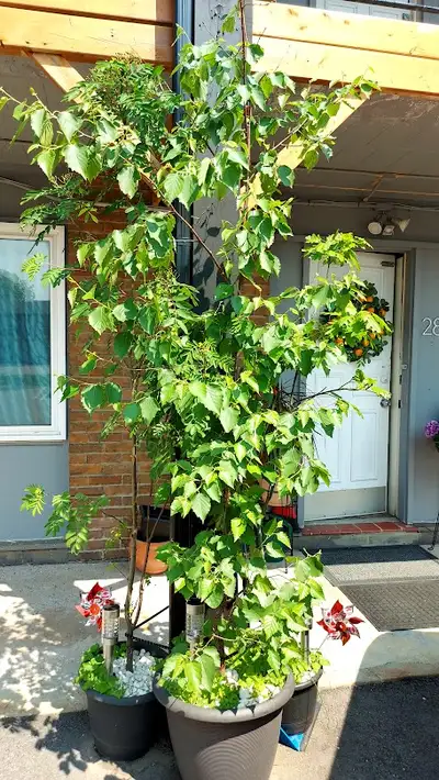 Birch, Oak and a Ash Tree and Miscellaneous Plants For Sale...., View more