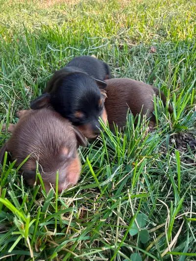 Mini dachshund puppies, View more
