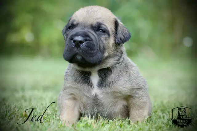 Presa Canario Puppies in Dogs & Puppies for Rehoming in City of Toronto - Image 5
