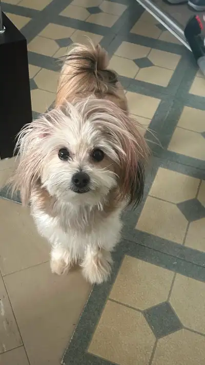 Looking for a sweet, affectionate companion? Our adorable Lola is ready for a loving new home! ✨ Bre...