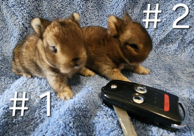Top Featured Purebred Netherland Dwarf bunny rabbit, #Great for in Small Animals for Rehoming in Oshawa / Durham Region