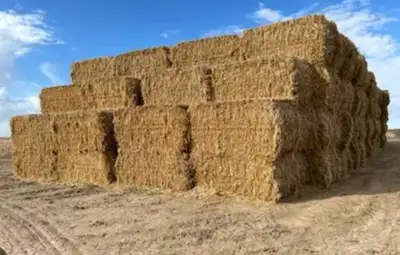 Large (4X4) Straw Bales for Sale $90/ton P/U, View more