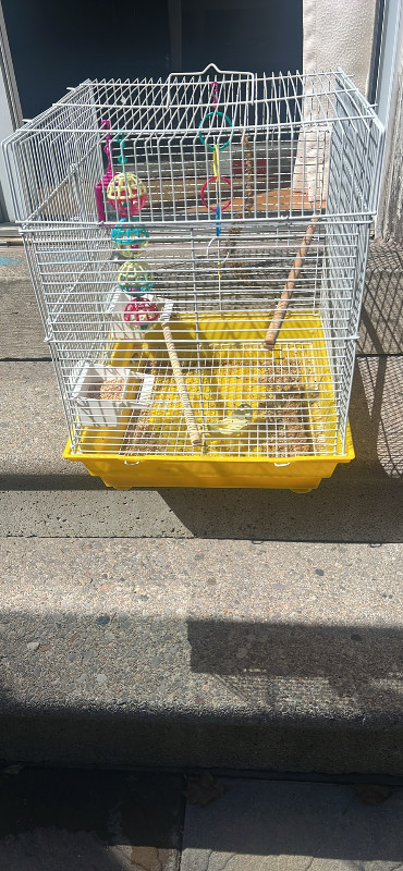 Birds and cages in Birds for Rehoming in Mississauga / Peel Region - Image 3