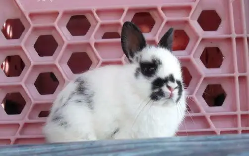 Bébés lapins & lapines Nain Polonais in Small Animals for Rehoming in Laurentides - Image 10