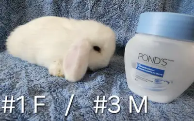 Top Featured Purebred Holland Lop, Netherland Dwarf, bunny rabbi, View more
