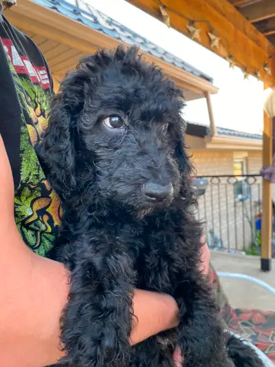 Saintberdoodle pups! Ready mid-July, View more