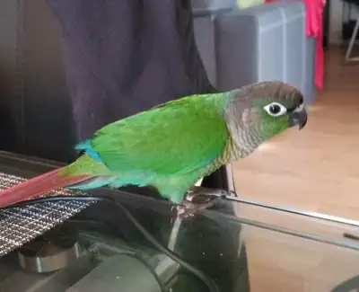 Oiseau conure à joues vertes, View more