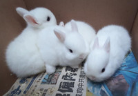 Good Featured BlueEye White Purebred Netherland Dwarf baby bunny City of Toronto Toronto (GTA) Preview