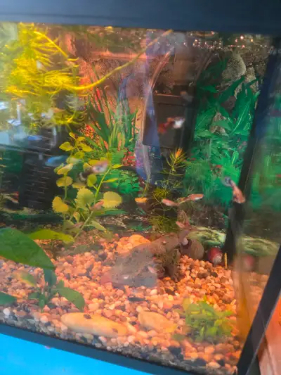 I have guppies juveniles and adult for sale, $3 for juvenile, 4$ adults