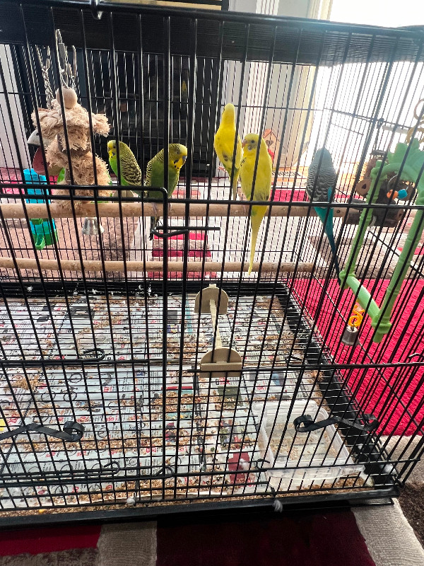Birds and cages in Birds for Rehoming in Mississauga / Peel Region