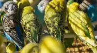 budgie bird birdies sale in Scarborough Green Yellow White