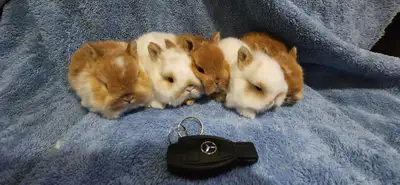 Top Featured Purebred Netherland Dwarf bunny rabbit, #Great for a gift for relieving from Pendemic a...