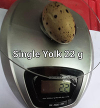 True Jumbo Brown Coturnix Quail Hatching Egg in Toronto near 401 City of Toronto Toronto (GTA) Preview
