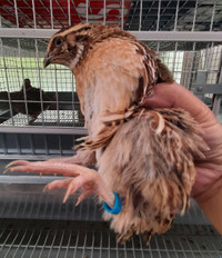 True Jumbo Brown Coturnix Quails/Egg/Feed/cage in Toronto near 4 City of Toronto Toronto (GTA) Preview