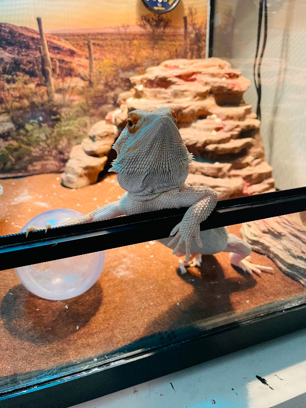 Bearded Dragon and Terrarium in Reptiles & Amphibians for Rehoming in Kelowna - Image 2