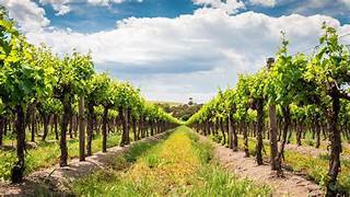 Vineyard 30.52 acres + House Niagara On The Lake in Commercial & Office Space for Sale in St. Catharines