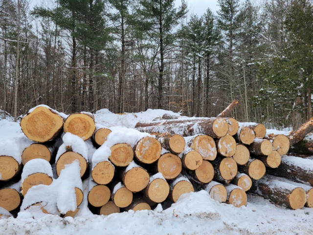 White cedar and white pine saw logs  in Other in Peterborough - Image 3