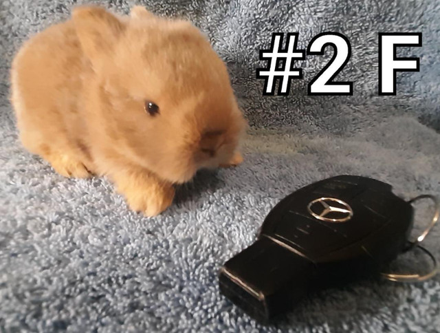 Top Featured Purebred Netherland Dwarf, Holland Lop, Hotot baby in Small Animals for Rehoming in Peterborough - Image 3