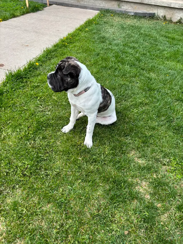 6 month old bulldog cross in Dogs & Puppies for Rehoming in Edmonton - Image 4
