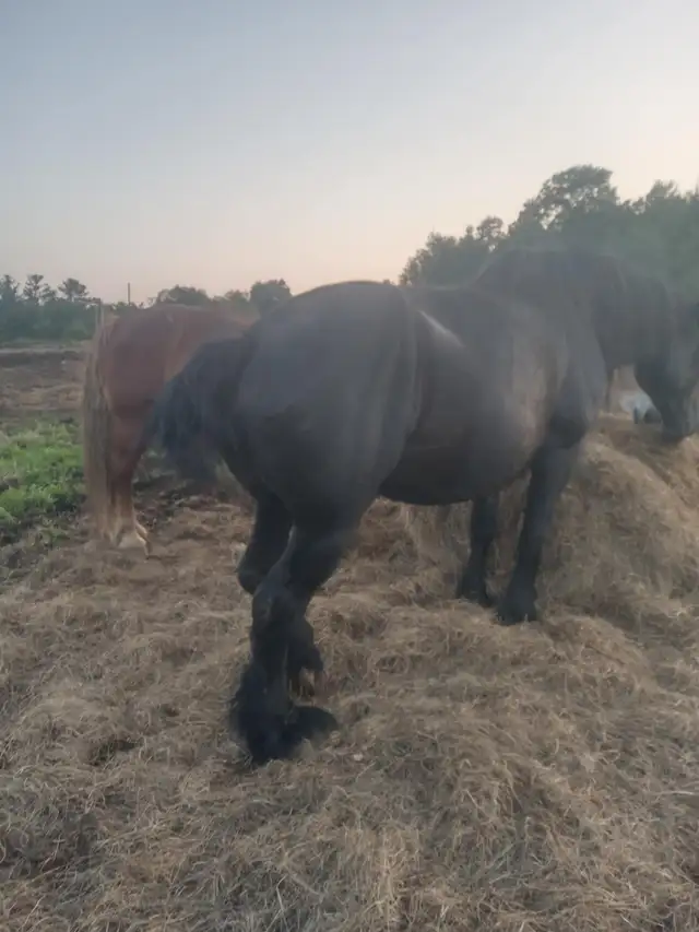 PERCHERON MARE in Horses & Ponies for Rehoming in Annapolis Valley - Image 8