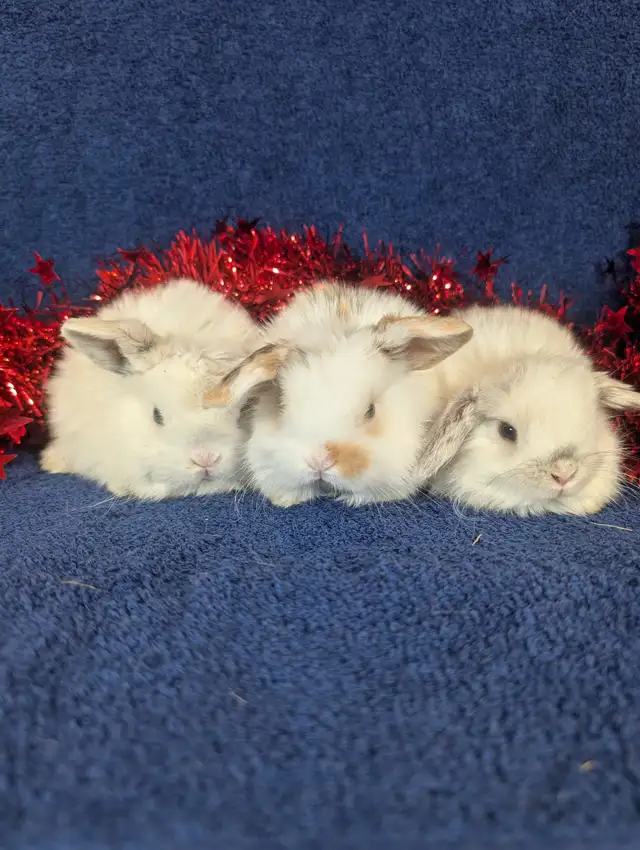 EXTRAORDINARY NETHERLAND DWARF & HOLLAND LOP BUNNY RABBITS in Small Animals for Rehoming in Terrace - Image 9