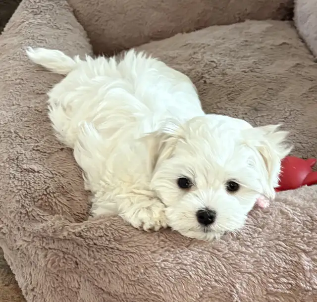 MAGNIFIQUE PETITE BICHON MALTAIS in Dogs & Puppies for Rehoming in Laval / North Shore - Image 4
