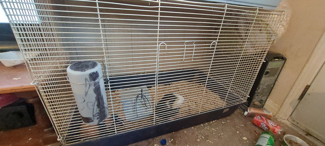 2 ginnea pigs in Small Animals for Rehoming in Edmonton
