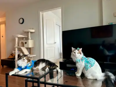 Looking for a Loving Forever Home for Our Bonded Cats, View more