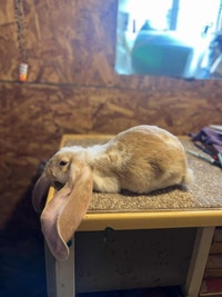 EXTRAORDINARY ENGLISH LOP BABY BUNNY BOYS & HOLLAND LOP RABBITS City of Toronto Toronto (GTA) Preview