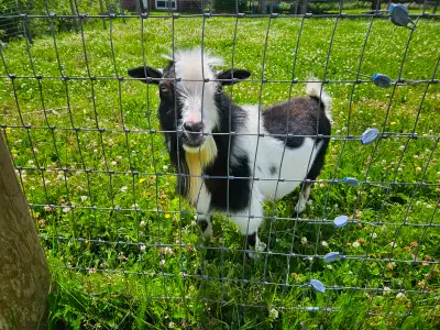 Registered proven nigerian dwarf buck $400 **REDUCED, View more