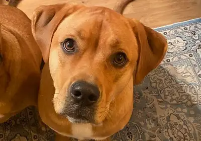 Lily beautiful 2.7 year old, View more