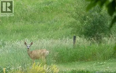 The rise of the American dollar has made lake living in Alberta far more attractive. Come to a look...