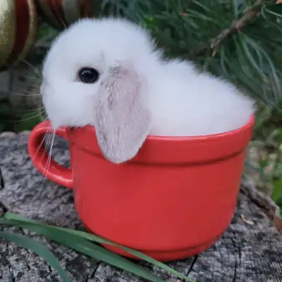 EXTRAORDINARY NETHERLAND DWARF,  LIONHEAD,  HOLLAND LOP BUNNIES, View more