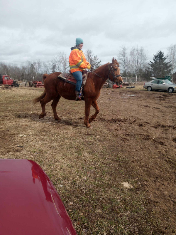 Appendix QH Mare in Horses & Ponies for Rehoming in Annapolis Valley - Image 3