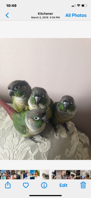 Conure parrots | Birds for Rehoming | Sarnia | Kijiji