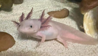 Looking for dirty or regular Leucistic axolotl with dark eyes