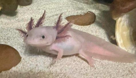 Looking for dirty or regular Leucistic axolotl with dark eyes in Fish for Rehoming in Winnipeg