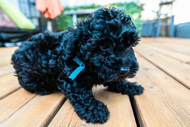 Silver Phantom Shi-Poo puppies - Ready for Adoption in Dogs & Puppies for Rehoming in Owen Sound - Image 7