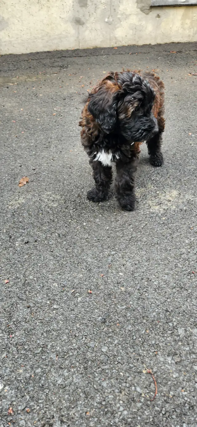 Chiots Whoodle (semblable au GoldenDoodle) in Dogs & Puppies for Rehoming in Longueuil / South Shore - Image 10