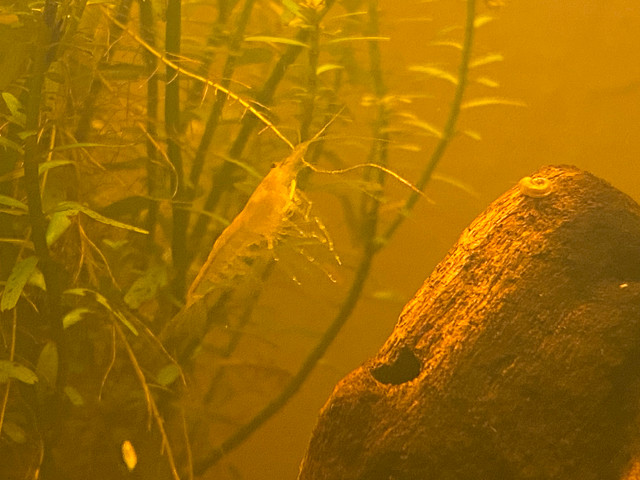 Yellow shrimp in Fish for Rehoming in Ottawa - Image 3