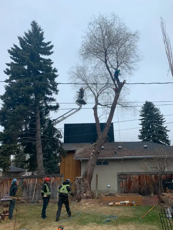 TREE REMOVAL AND CARE *Google Guaranteed Company62863227868546122