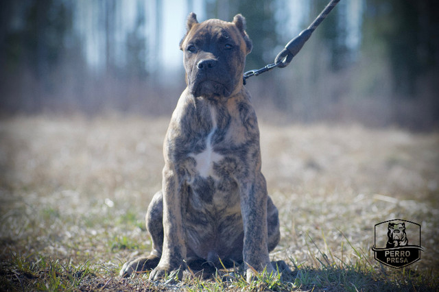 Purebred Presa Canario Puppies in Dogs & Puppies for Rehoming in City of Toronto