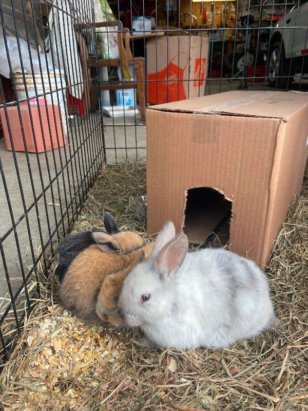 CUTE BUNNIES AVAILABLE in Animal & Pet Services in Kingston - Image 4