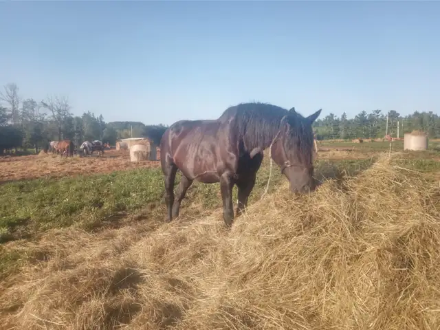 PERCHERON MARE in Horses & Ponies for Rehoming in Annapolis Valley - Image 4