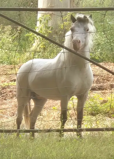 Miniature Appaloosa for Stud, View more